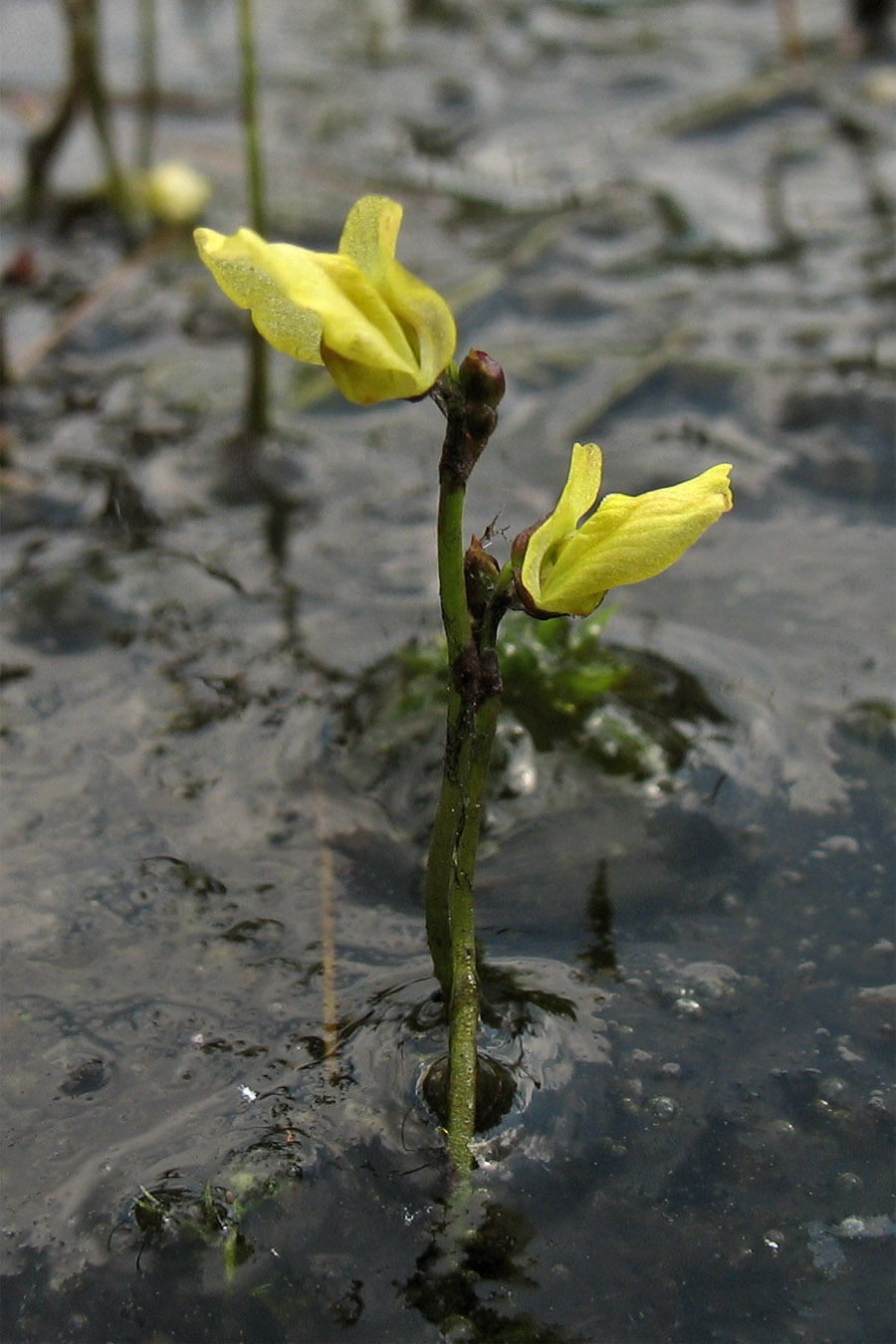 Изображение особи Utricularia minor.