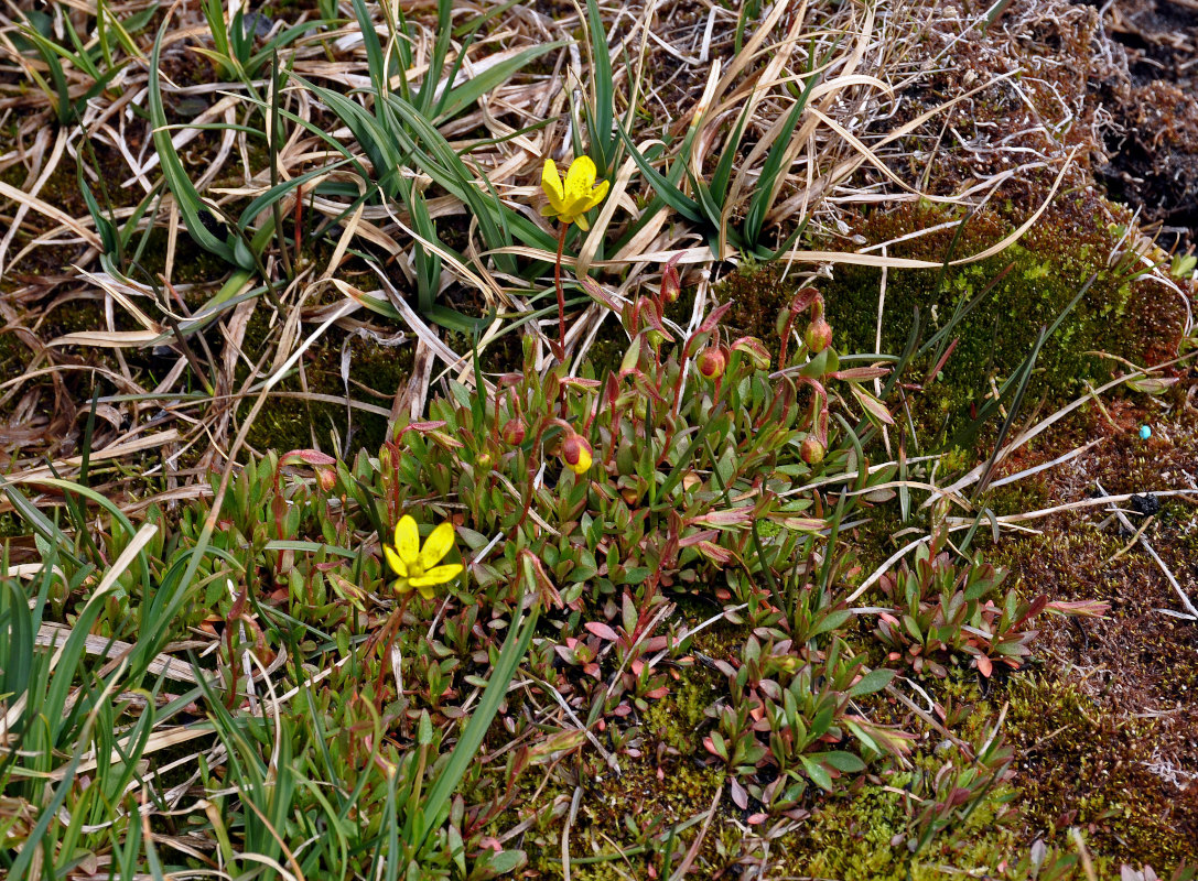 Image of Saxifraga hirculus specimen.