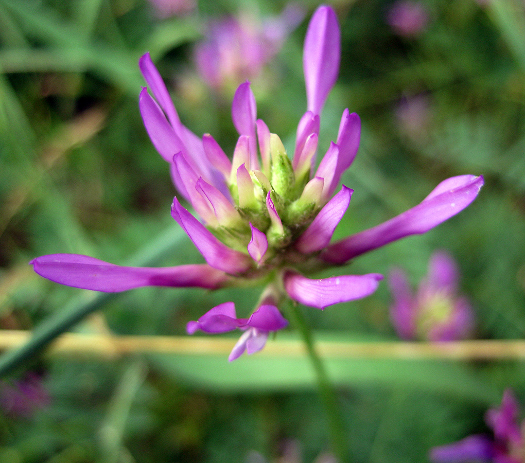 Image of Astragalus onobrychis specimen.