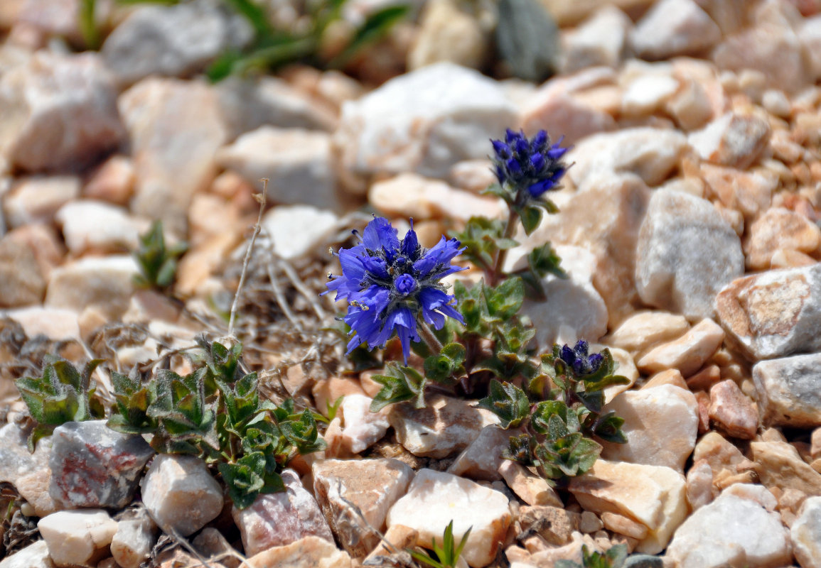 Image of Veronica macrostemon specimen.