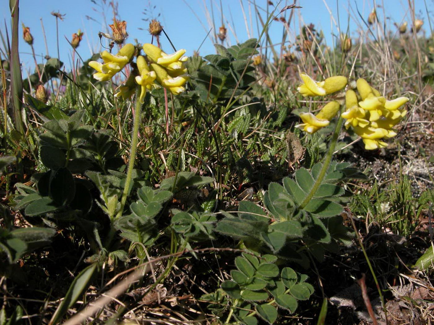 Изображение особи Astragalus umbellatus.