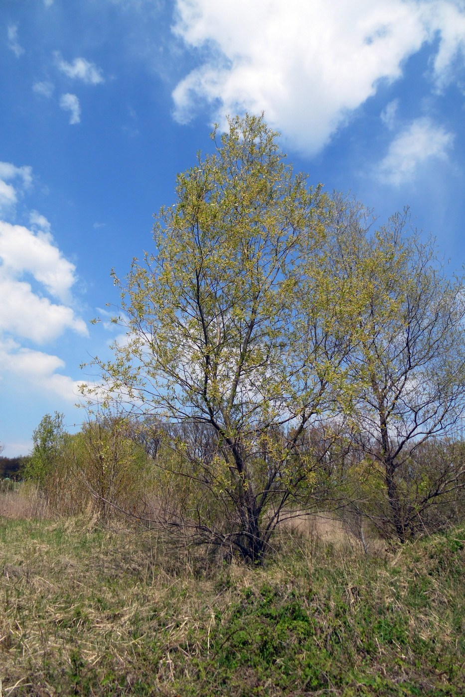 Image of Salix alba specimen.