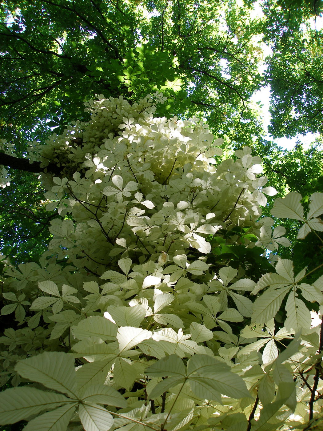 Image of Aesculus hippocastanum specimen.