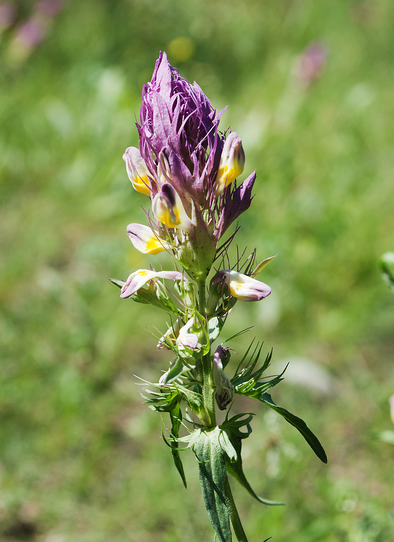 Image of Melampyrum arvense specimen.