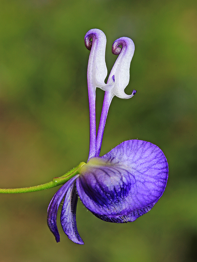 Изображение особи Aconitum sczukinii.