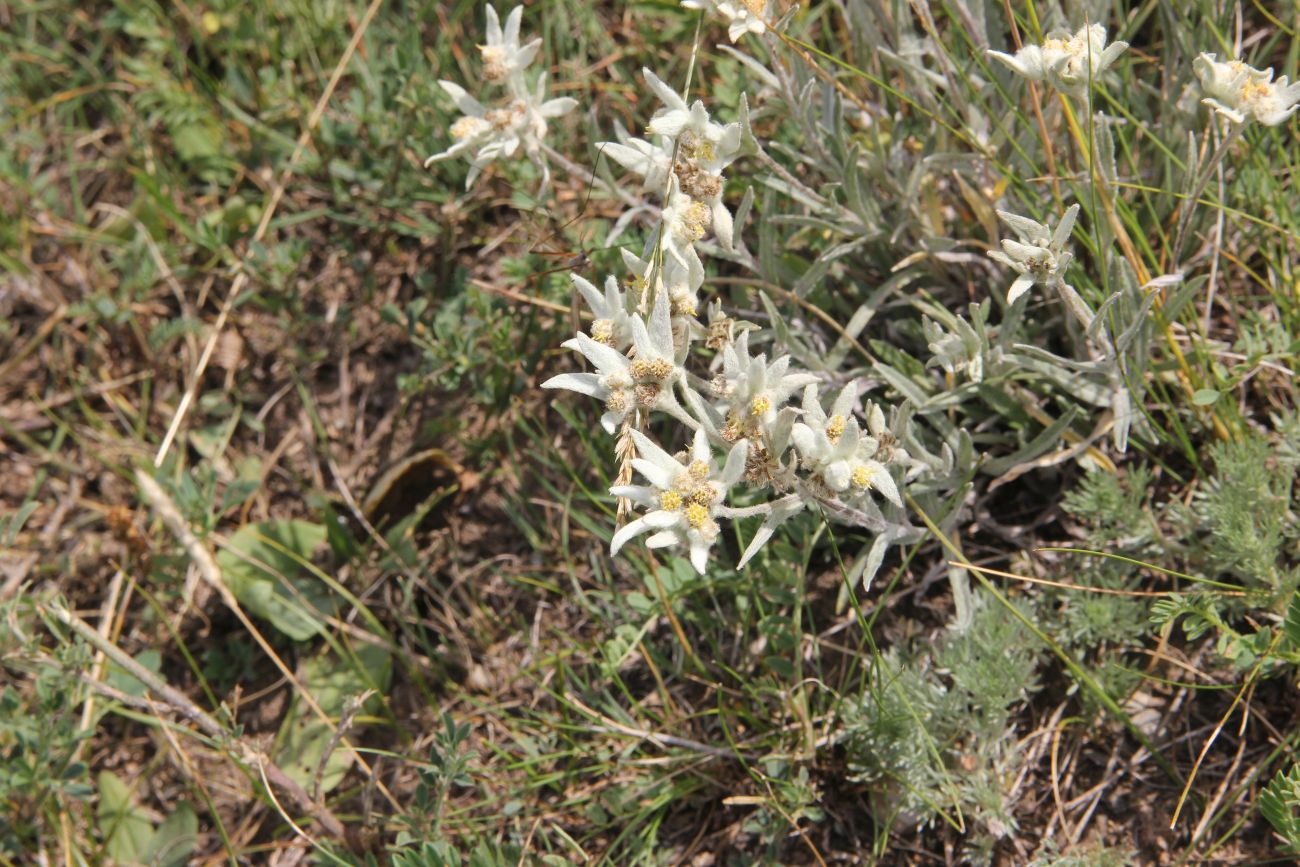 Image of genus Leontopodium specimen.