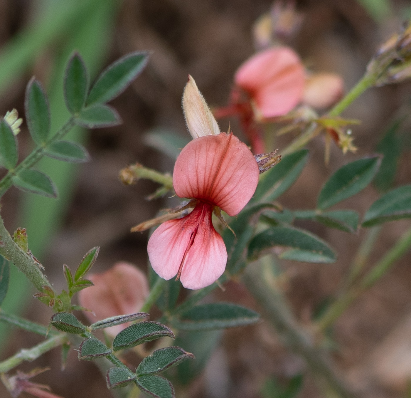 Изображение особи Indigofera heterotricha.