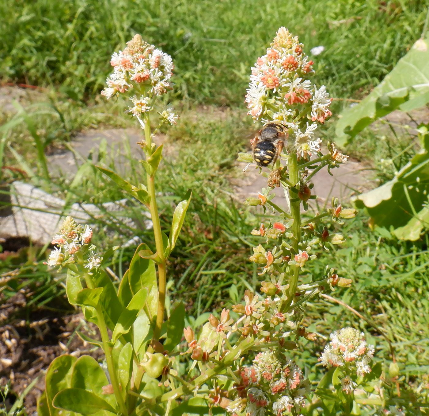 Изображение особи Reseda odorata.