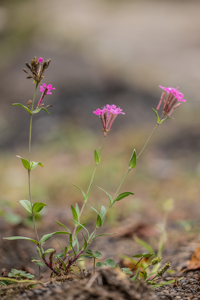 Image of Silene compacta specimen.