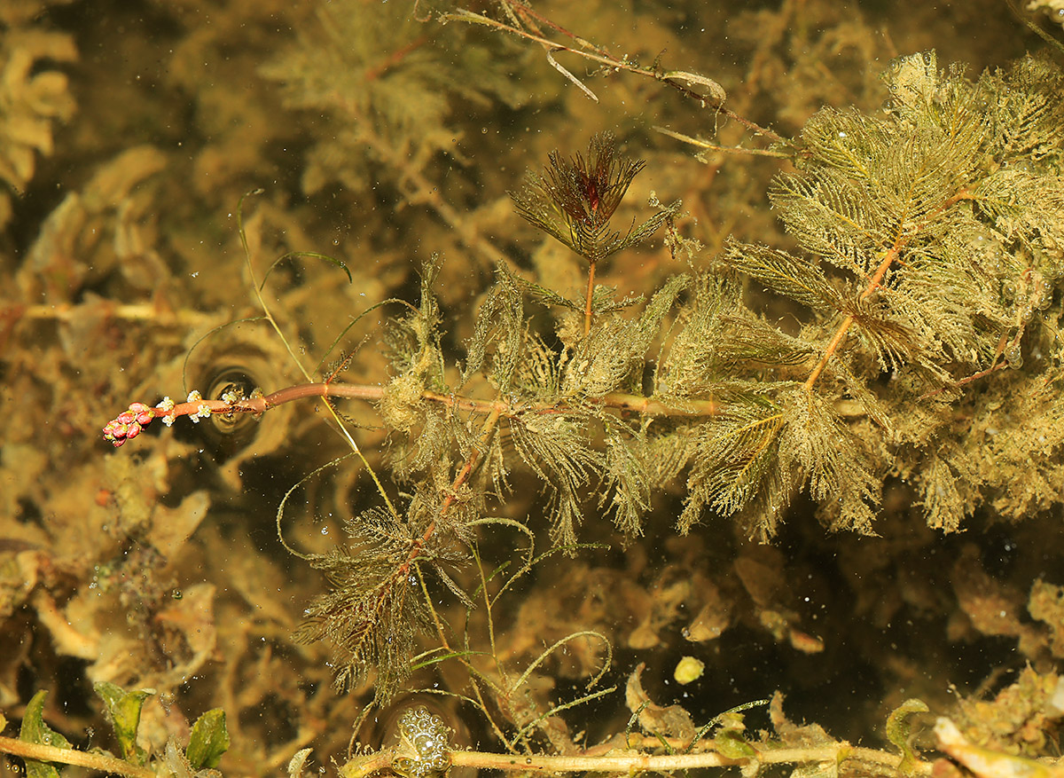 Image of Myriophyllum spicatum specimen.