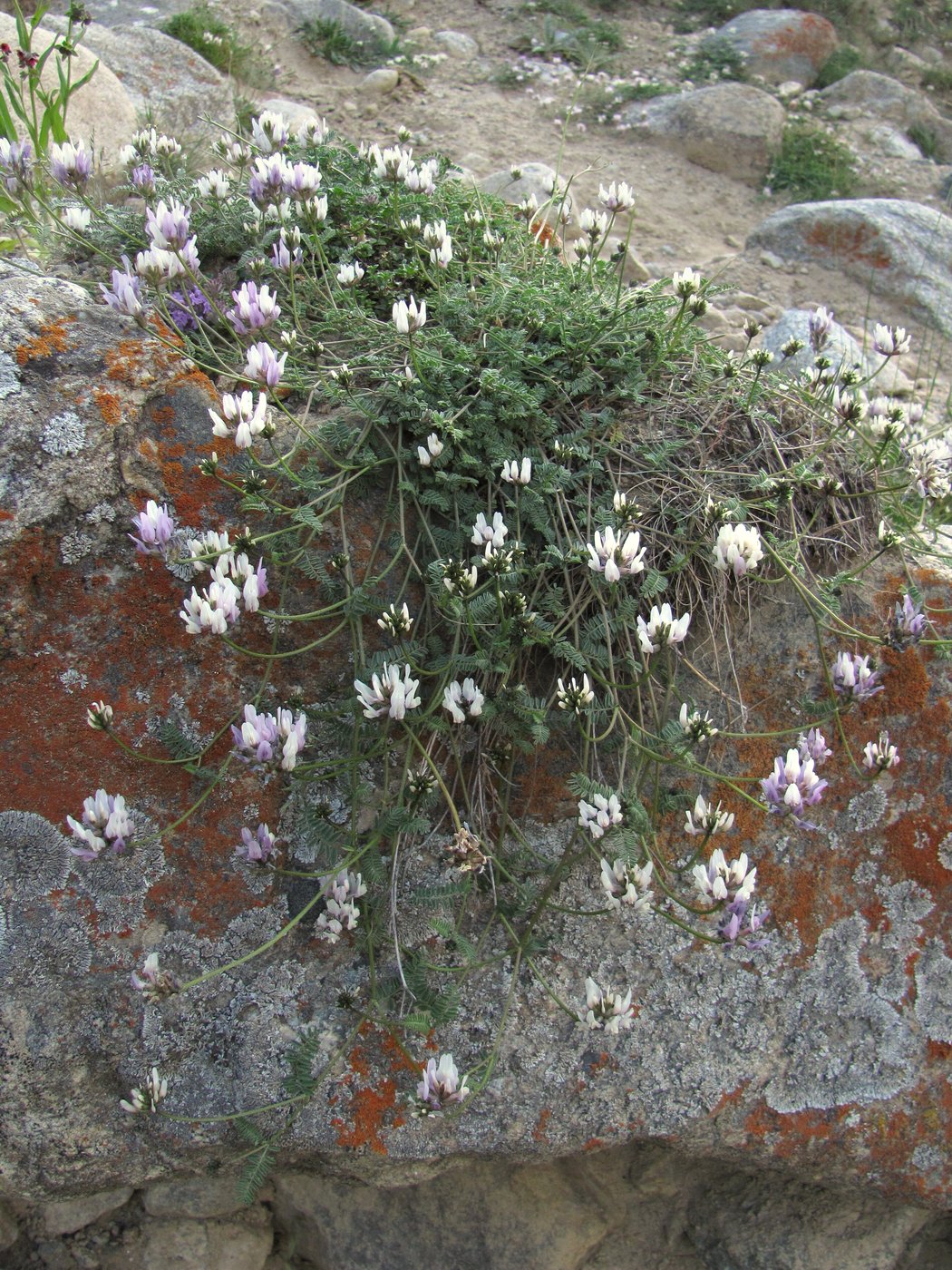 Image of Astragalus captiosus specimen.