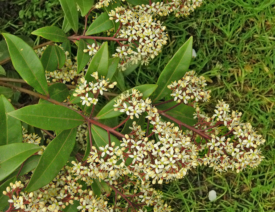 Image of Skimmia japonica specimen.