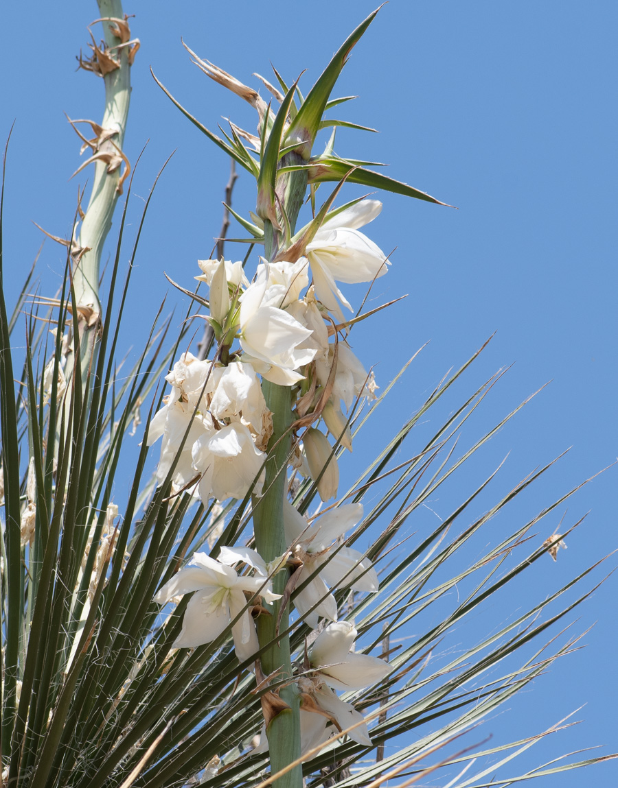 Image of Yucca elata specimen.