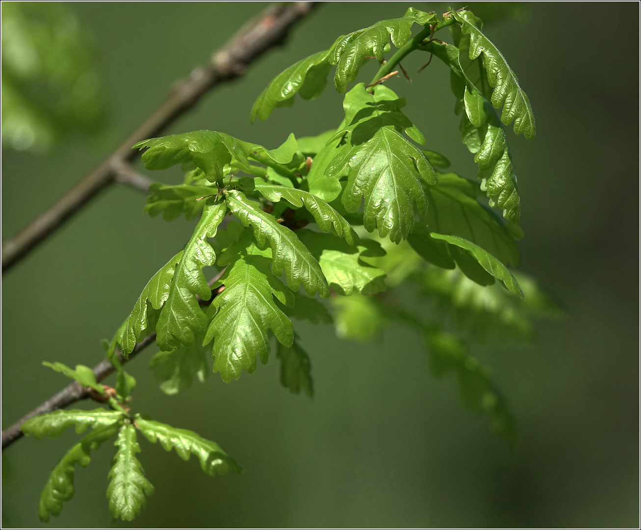 Изображение особи Quercus robur.