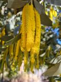 View full-size image Acacia cretata