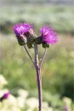 Cirsium heterophyllum. Верхушка побега с соцветиями. Мурманская обл., п-в Рыбачий, побережье Большой Волоковой губы севернее м. Коровий, берег ручья, разнотравный приморский луг. 28.07.2020.