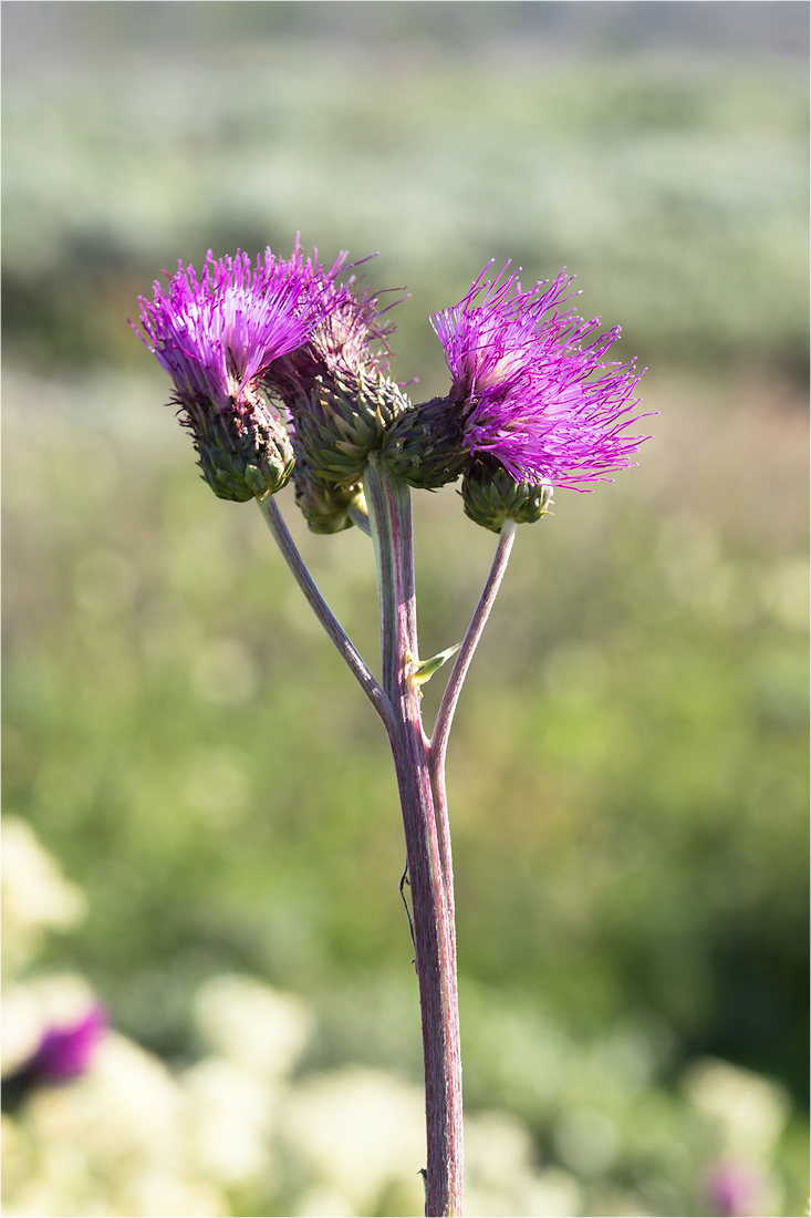 Image of Cirsium heterophyllum specimen.