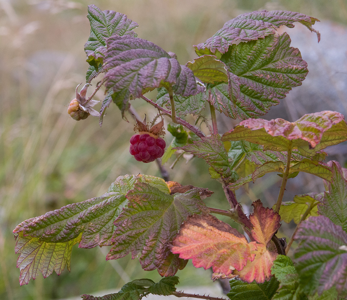 Image of Rubus idaeus specimen.