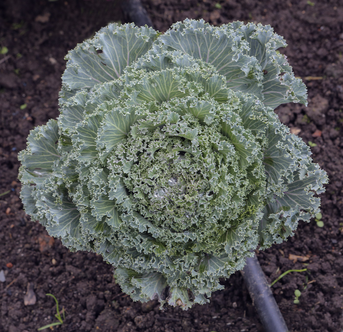 Image of Brassica oleracea var. viridis specimen.