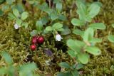 Vaccinium vitis-idaea. Повторно цветущее и плодоносящее растение. Костромская обл., Кологривский р-н, левобережье реки Унжа напротив устья реки Вига, хвойный лес (сосна и ель) в 2 км от берега. 4 сентября 2020 г.