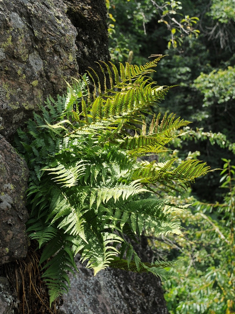 Изображение особи Dryopteris filix-mas.