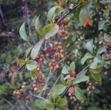 Berberis koreana. Верхушка плодоносящего побега. Москва, ГБС, дендрарий. 31.08.2021.