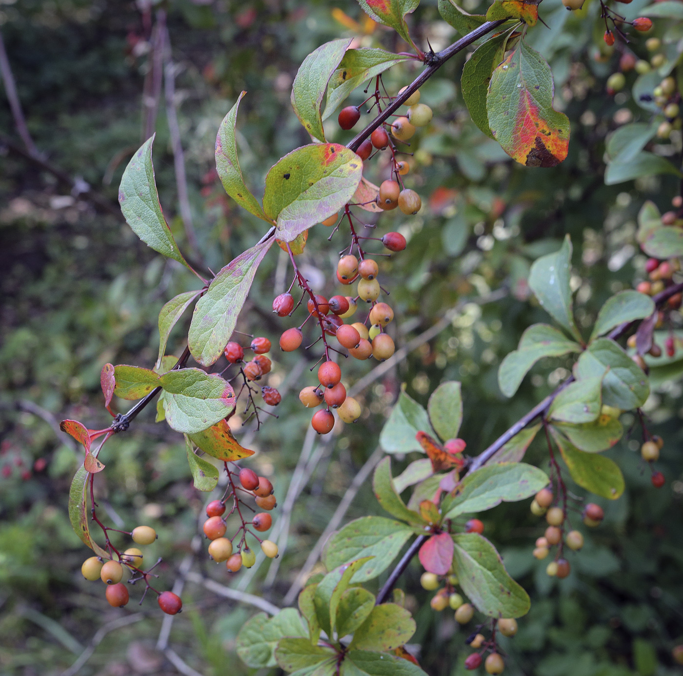 Image of Berberis koreana specimen.