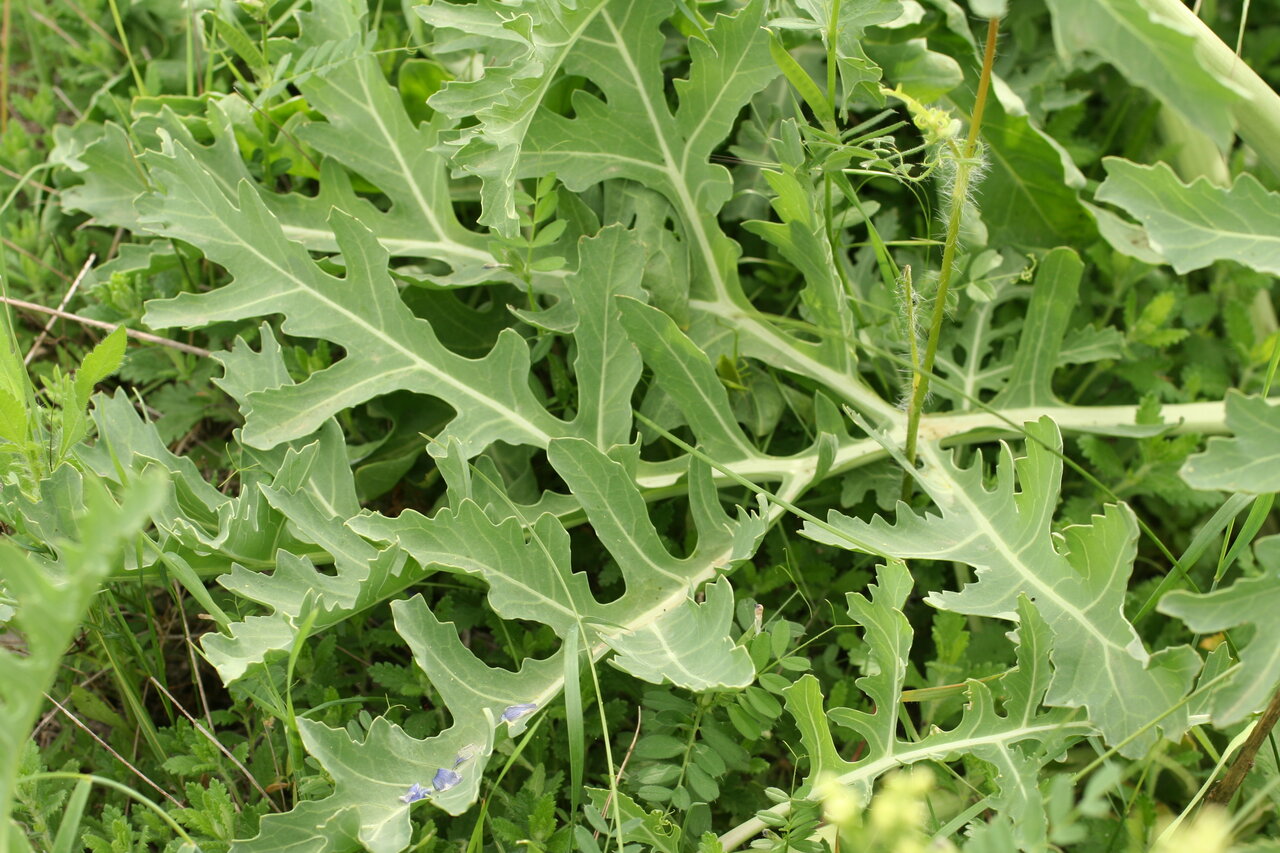 Image of Crambe pinnatifida specimen.