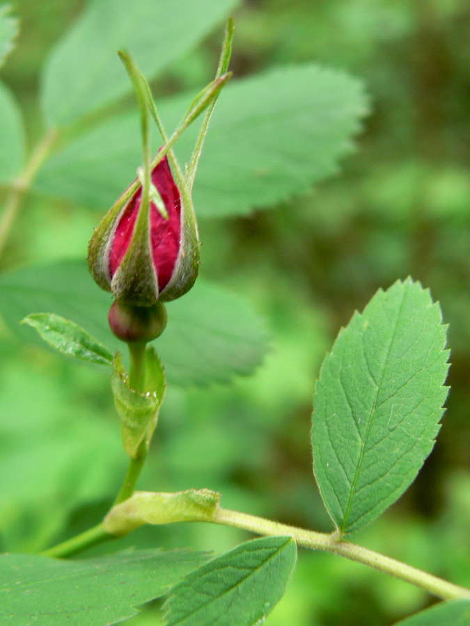 Image of Rosa cinnamomea specimen.