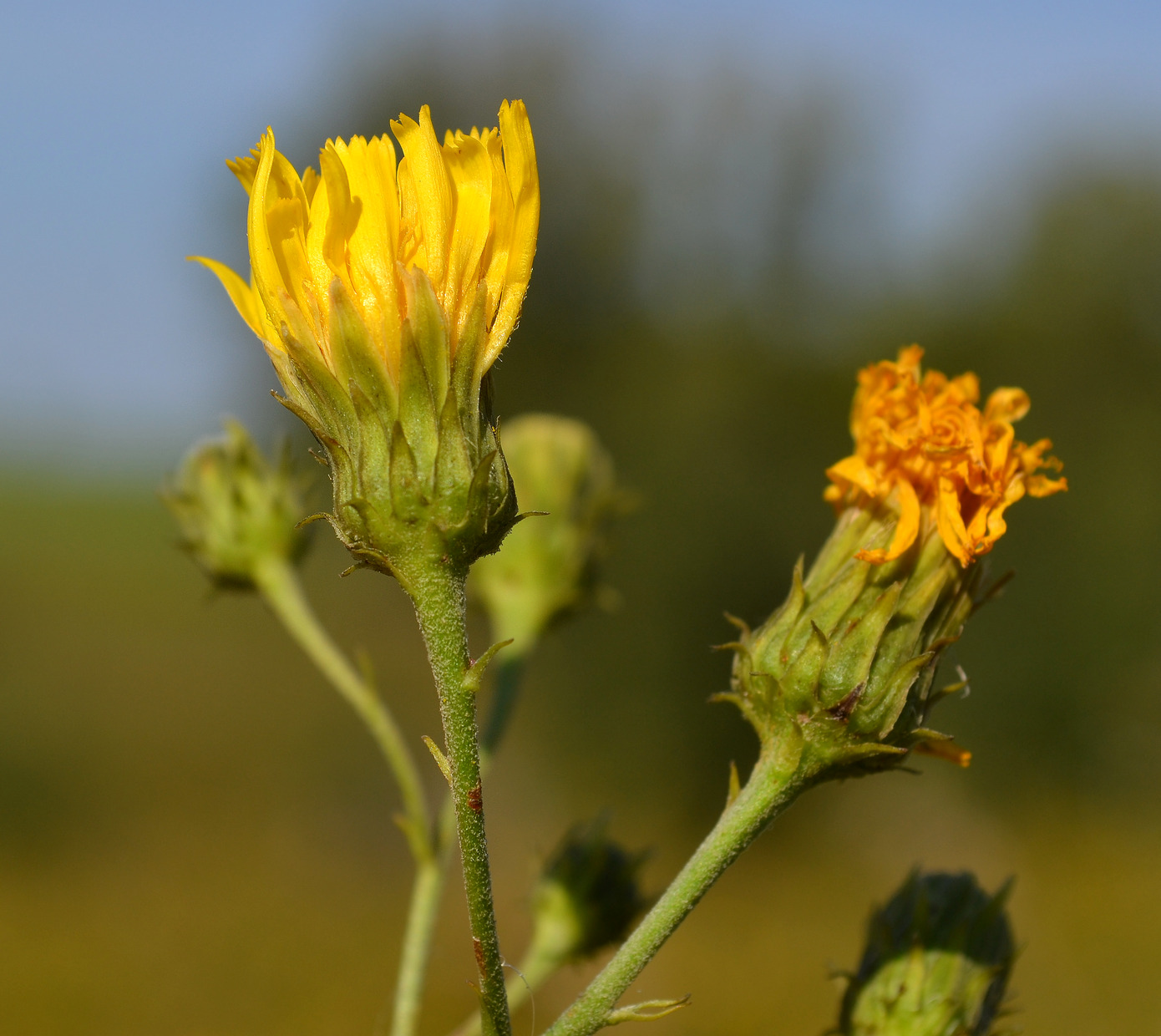 Изображение особи род Hieracium.