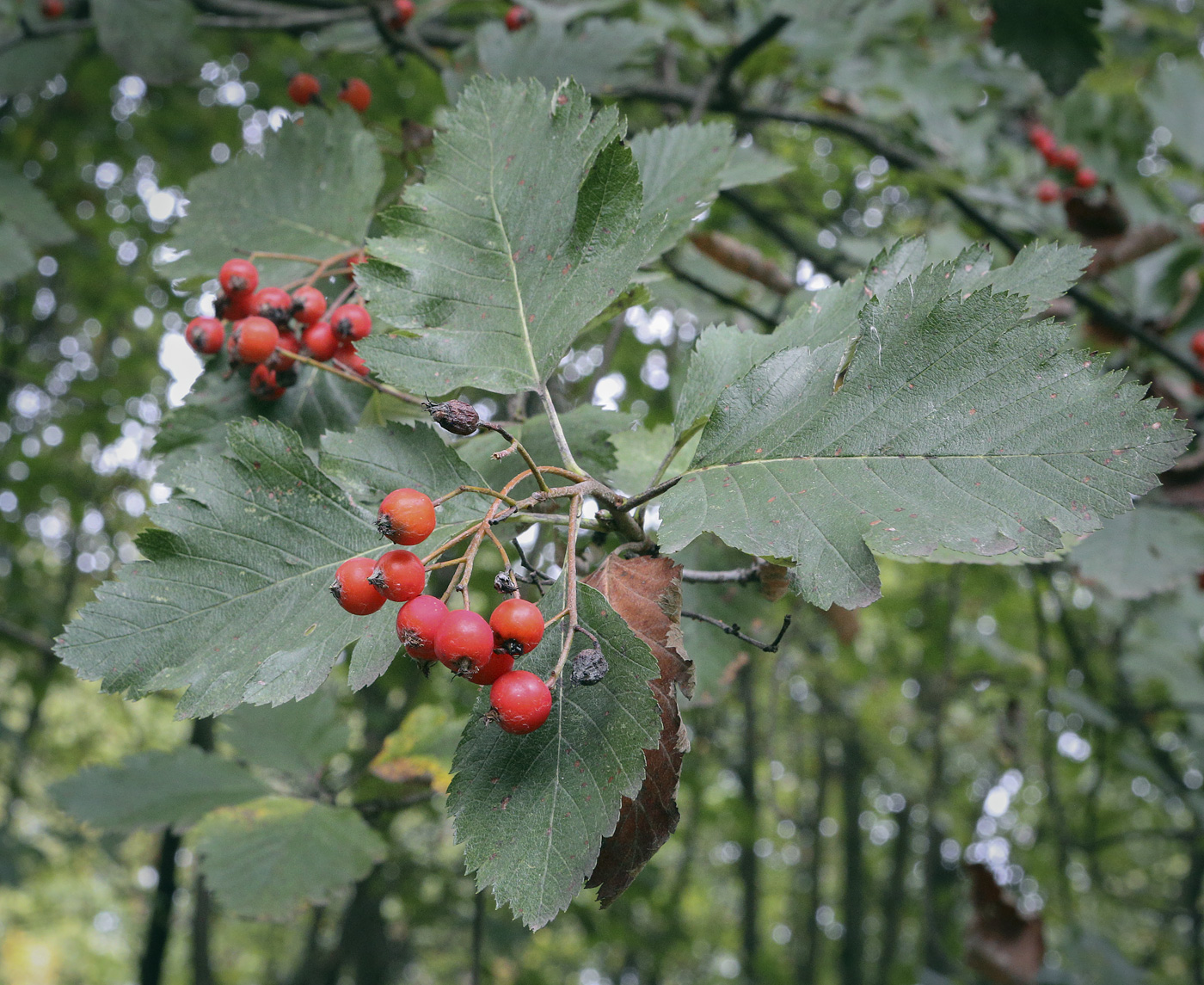 Изображение особи Sorbus austriaca.