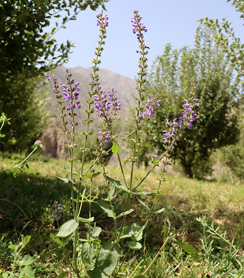 Image of Salvia virgata specimen.