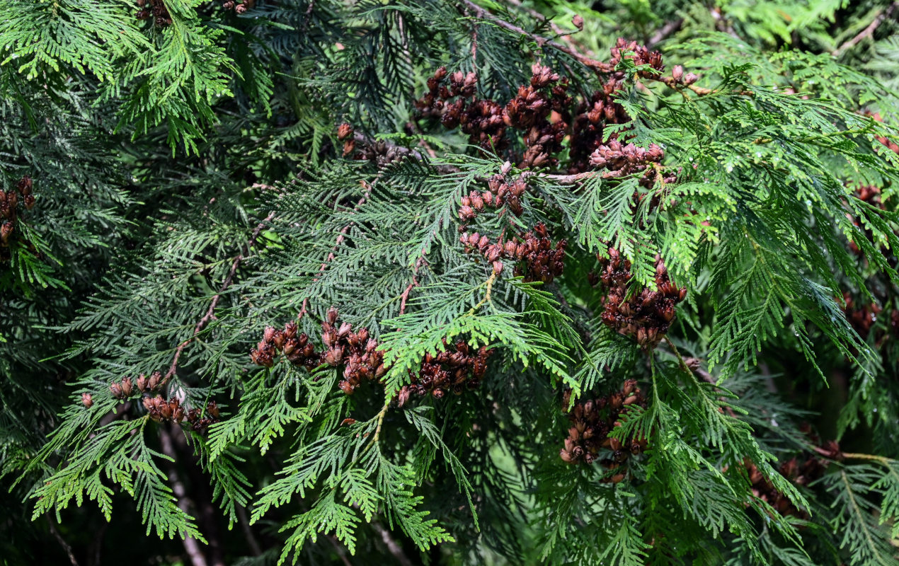 Image of Thuja occidentalis specimen.