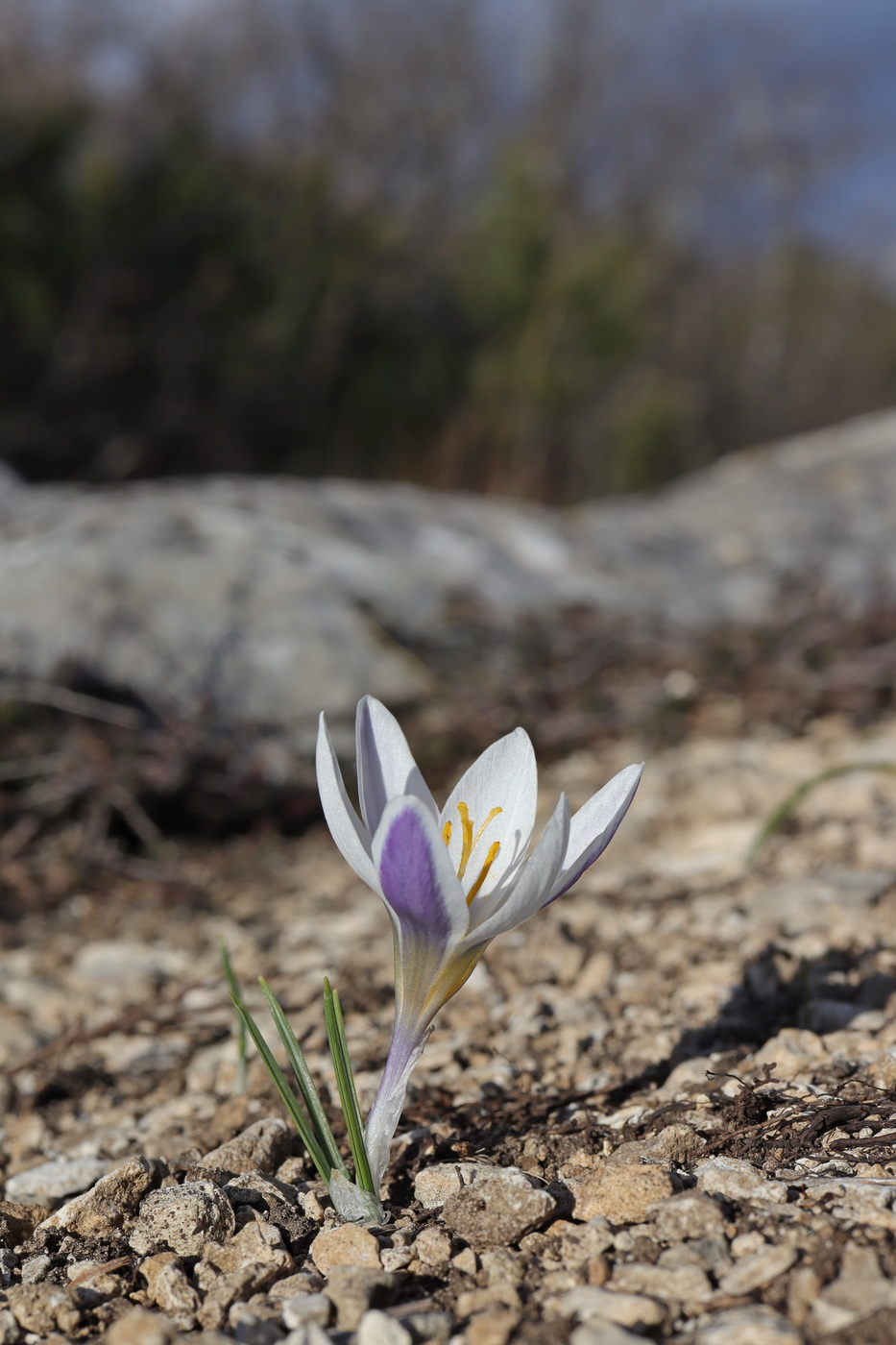 Изображение особи Crocus tauricus.