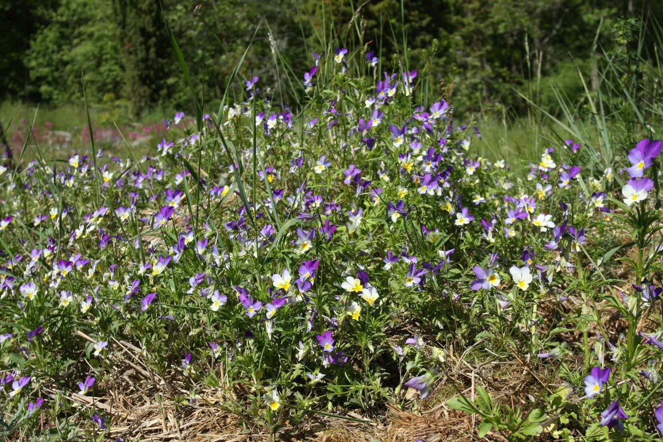 Изображение особи Viola maritima.