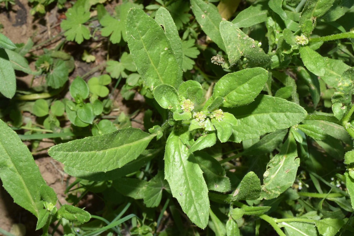 Image of Euclidium syriacum specimen.