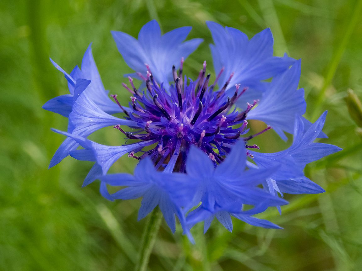 Изображение особи Centaurea cyanus.