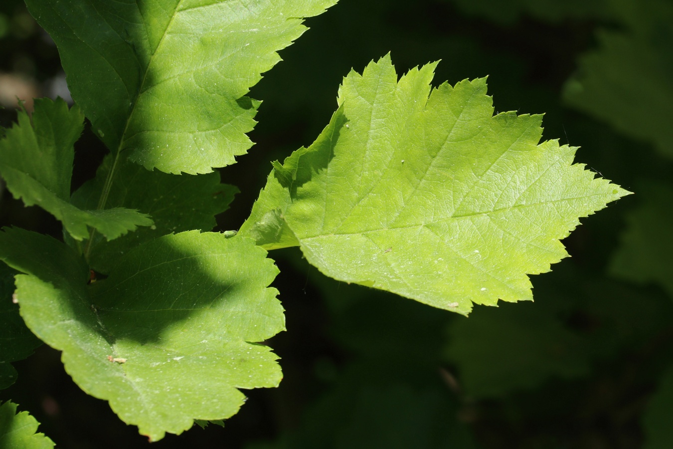 Image of genus Crataegus specimen.