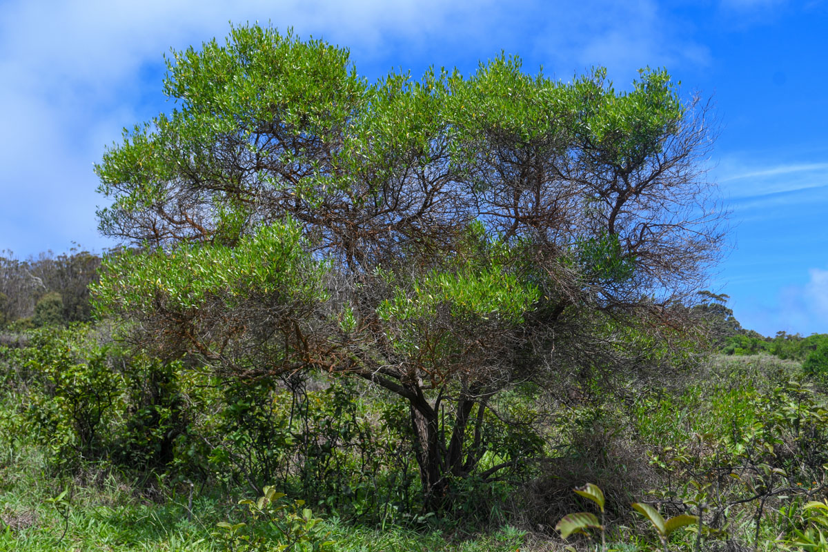 Image of Dodonaea viscosa specimen.