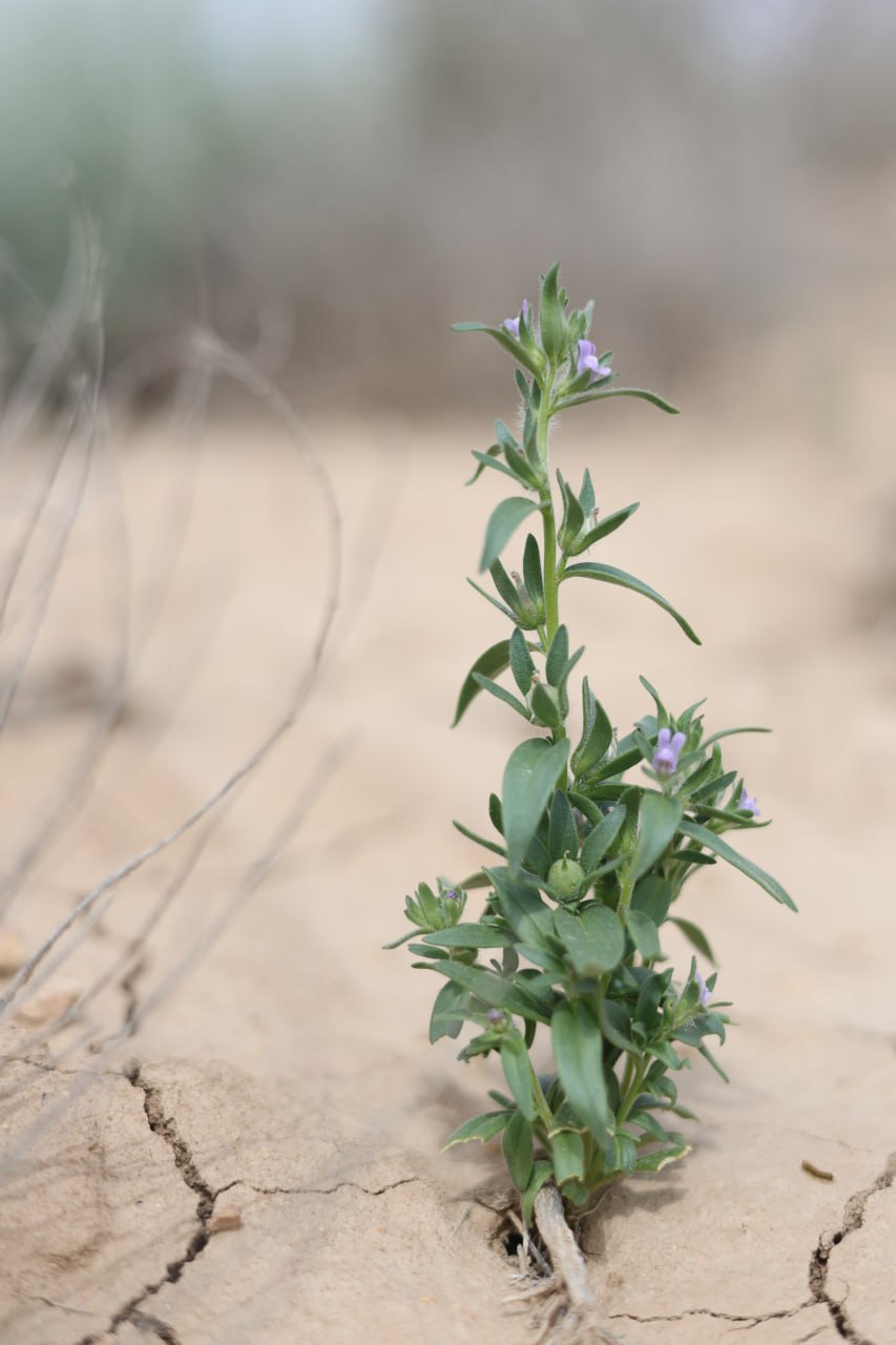 Image of Chaenorhinum spicatum specimen.