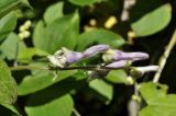 Aconitum alboviolaceum