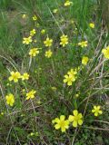 Ranunculus flammula