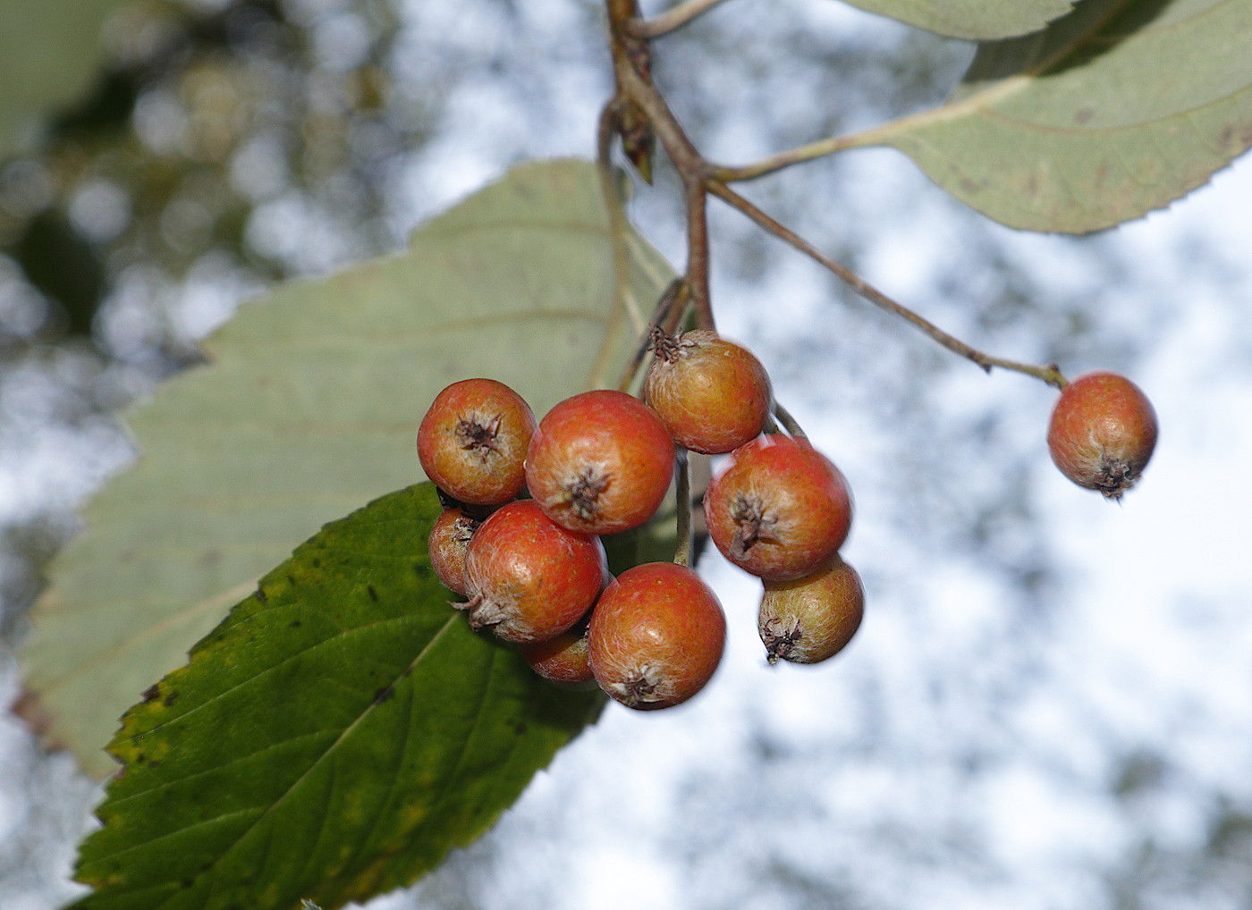 Image of Sorbus luristanica specimen.