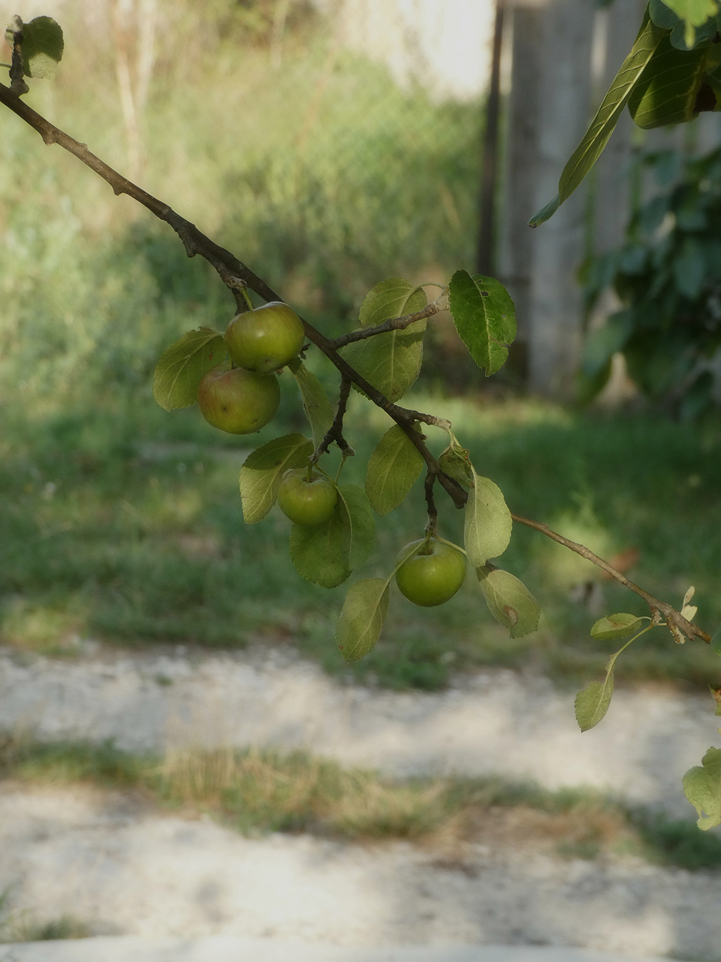 Изображение особи Malus domestica.