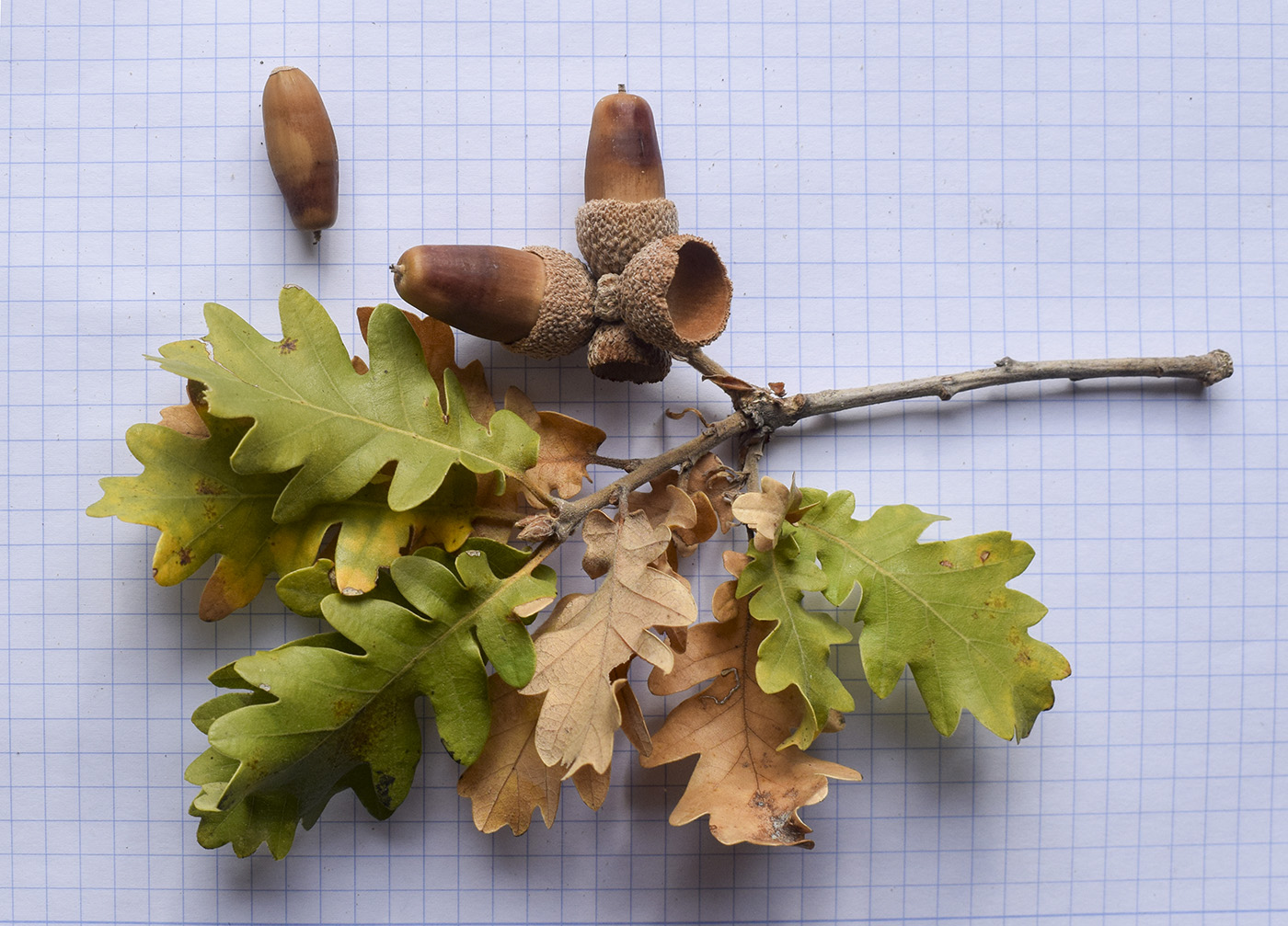 Image of genus Quercus specimen.