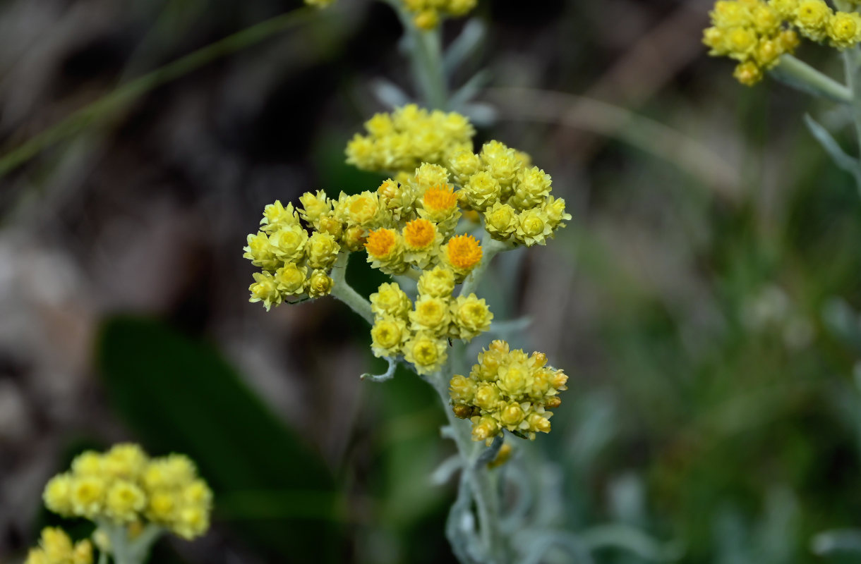 Изображение особи Helichrysum arenarium.