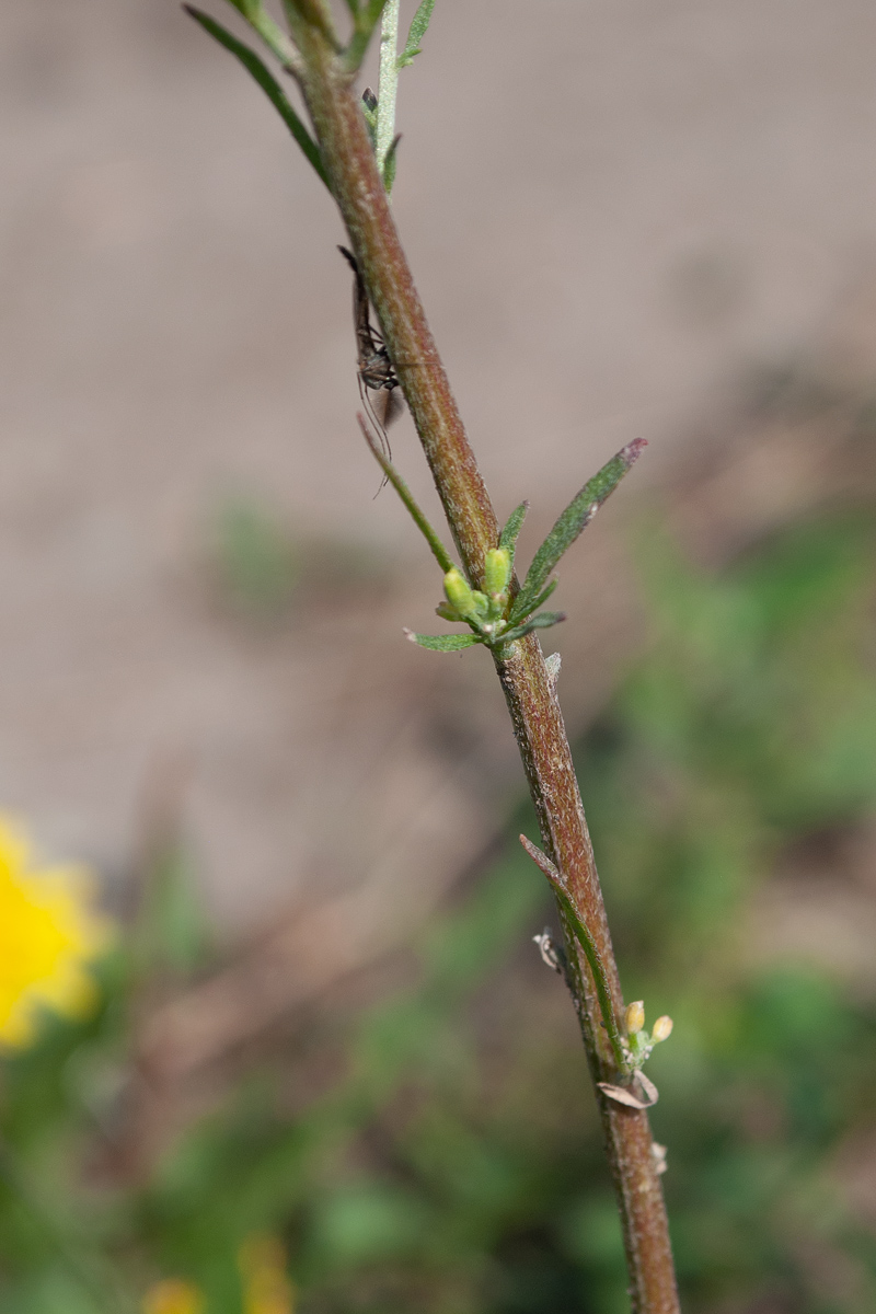 Image of Erysimum hieraciifolium specimen.