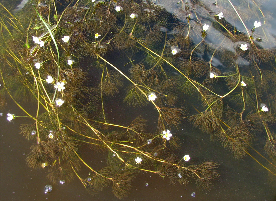 Image of Ranunculus trichophyllus specimen.