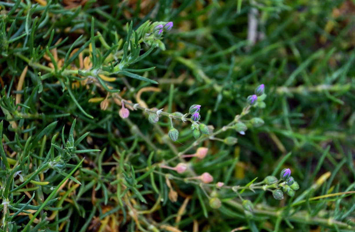 Image of Spergularia fimbriata specimen.