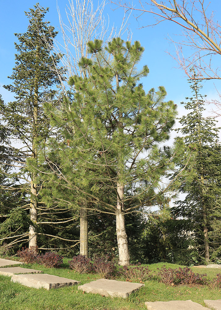 Image of Pinus pallasiana specimen.